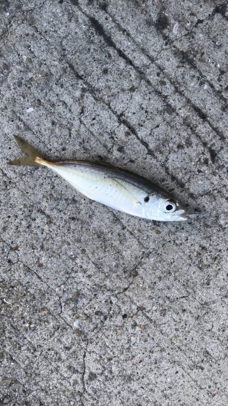 アジング・メバリング