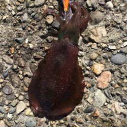 まぁまぁサイズ