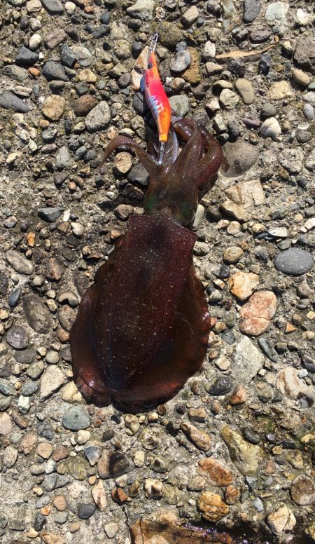 まぁまぁサイズ