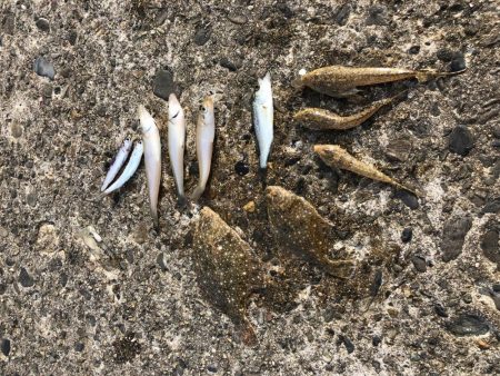 ファミリーフィッシング