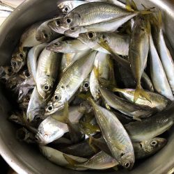 今年初めてのタチウオ