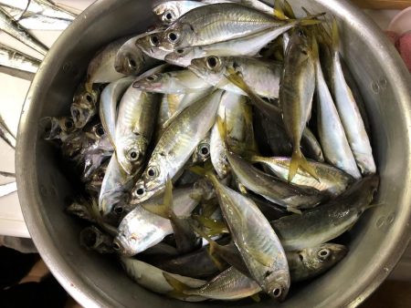 今年初めてのタチウオ