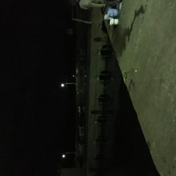 アジ サバ 大漁