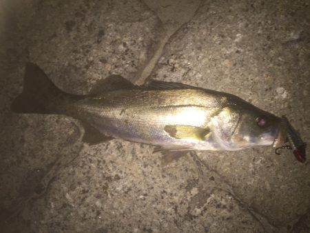 秋淀川シーバス