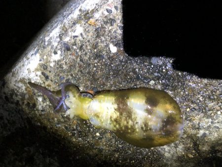 今シーズン初！！