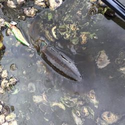 ひたすらエギング