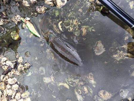 ひたすらエギング