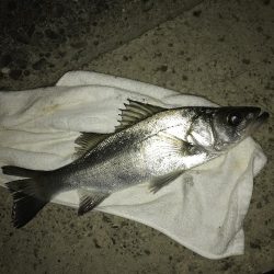 セイゴ〜メッキ