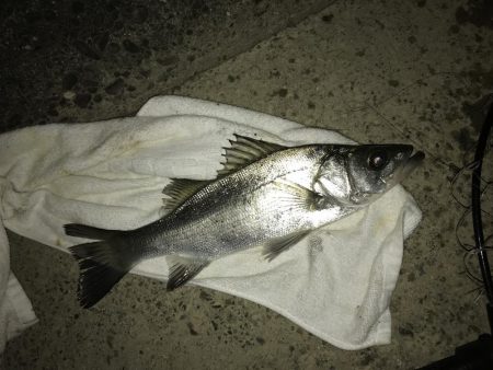 セイゴ〜メッキ