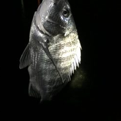 シーバス狙いが、、、