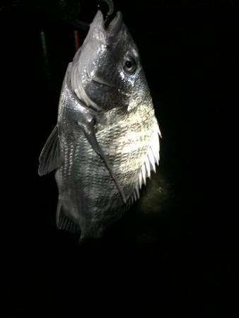 シーバス狙いが、、、