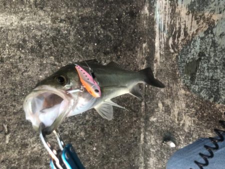 ライトショアジギング