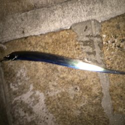 久々のブルブル！