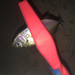 アジングでチーバス