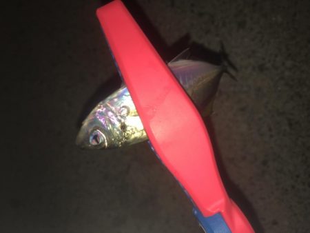 アジングでチーバス