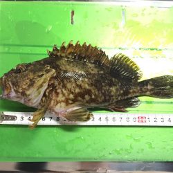 宇龍港付近にてカサゴ