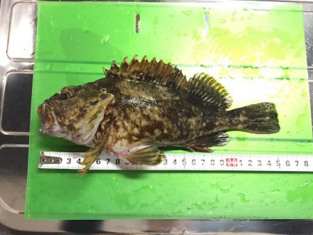 宇龍港付近にてカサゴ