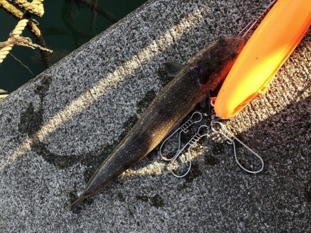 ライトショアジギング