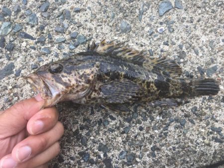 逃げのロックフィッシュ