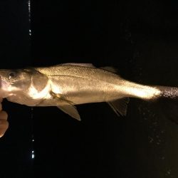 チビッコばかり