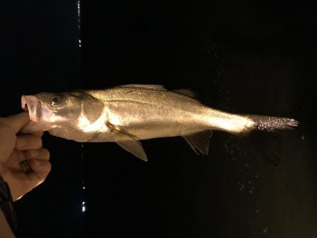 チビッコばかり