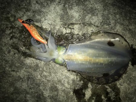 エギングショアジギング