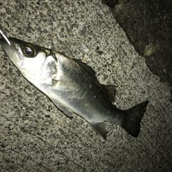 セイゴのちチビレ