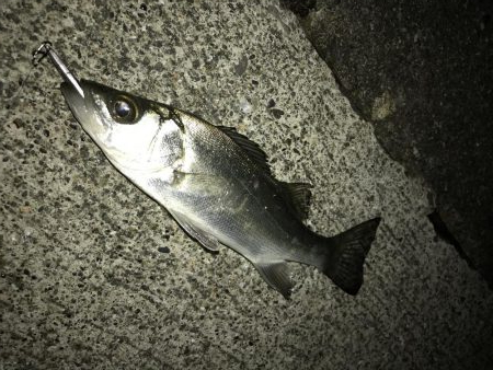 セイゴのちチビレ