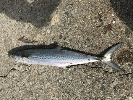 淡路島まで初遠征。