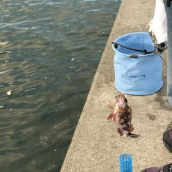 淡路遠征。あじフィーバー