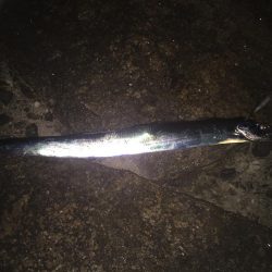 やっとタチウオ！