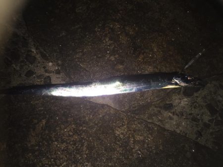 やっとタチウオ！