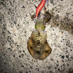 秋イカは何時がピーク？