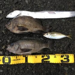 泉南アジ、メバル