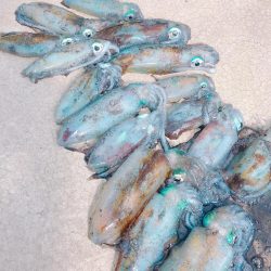 丹後半島夕マズメ&朝マズメ釣行！