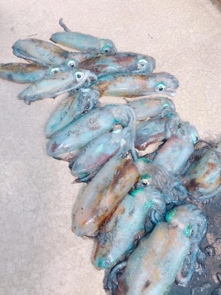 丹後半島夕マズメ&朝マズメ釣行！