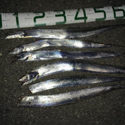 太刀魚と釣り人の多さは安定。