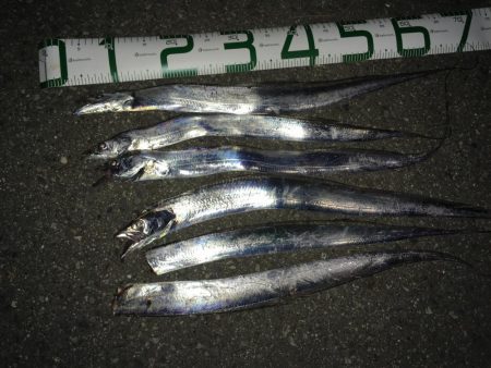 太刀魚と釣り人の多さは安定。