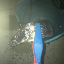 タチウオそしてアジ