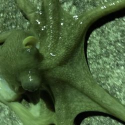 タコ２連ちゃん