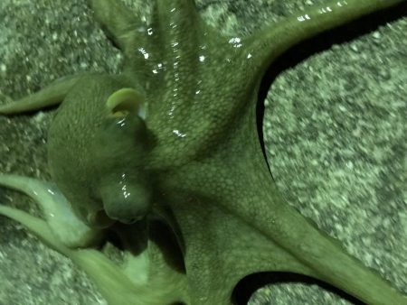 タコ２連ちゃん