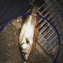 シーバス釣行遠征