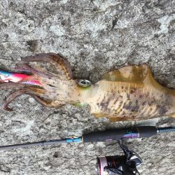 またまた磯にて