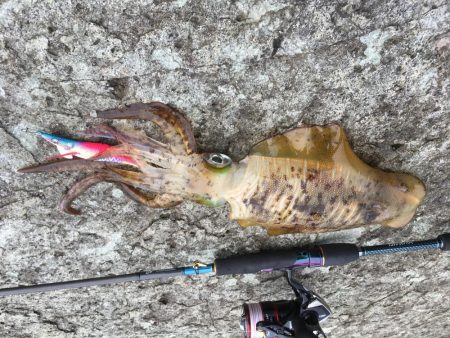 またまた磯にて