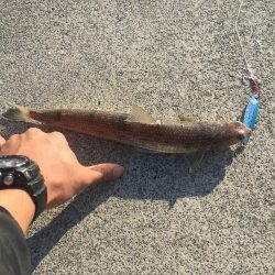 青物を求めて。