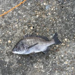 フカセ釣りチヌ