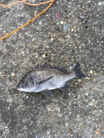 フカセ釣りチヌ