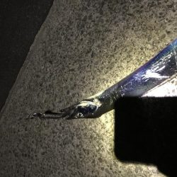 タチウオ フラップヘッド