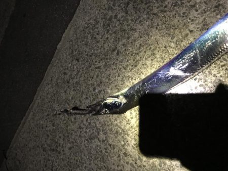 タチウオ フラップヘッド