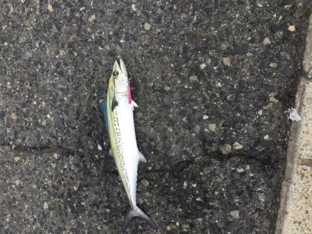 勉強になった1匹。